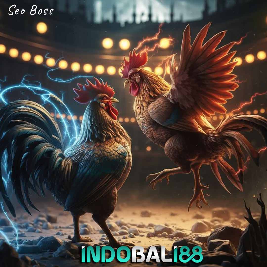 SV388 🐔 Situs Resmi Agen Sabung Ayam Online No 1 Live Terpercaya